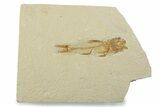Bargain, Fossil Fish (Amphiplaga) - Uncommon Species #373888-1